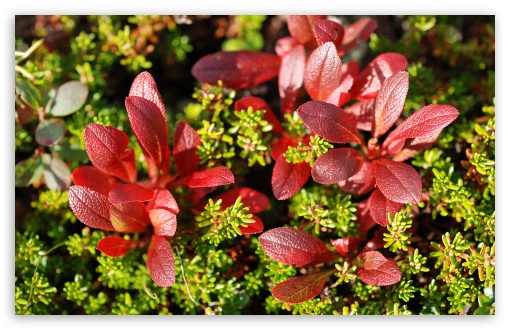 Red Plant Macro UltraHD Wallpaper for Wide 16:10 5:3 Widescreen WHXGA WQXGA WUXGA WXGA WGA ; 8K UHD TV 16:9 Ultra High Definition 2160p 1440p 1080p 900p 720p ; Standard 4:3 5:4 3:2 Fullscreen UXGA XGA SVGA QSXGA SXGA DVGA HVGA HQVGA ( Apple PowerBook G4 iPhone 4 3G 3GS iPod Touch ) ; Smartphone 5:3 WGA ; Tablet 1:1 ; iPad 1/2/Mini ; Mobile 4:3 5:3 3:2 16:9 5:4 - UXGA XGA SVGA WGA DVGA HVGA HQVGA ( Apple PowerBook G4 iPhone 4 3G 3GS iPod Touch ) 2160p 1440p 1080p 900p 720p QSXGA SXGA ; Dual 16:10 5:3 16:9 4:3 5:4 WHXGA WQXGA WUXGA WXGA WGA 2160p 1440p 1080p 900p 720p UXGA XGA SVGA QSXGA SXGA ;