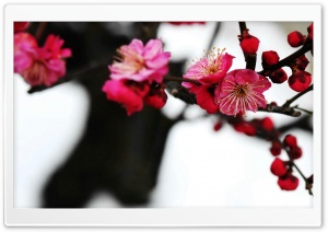 Red Plum Blossom Ultra HD Wallpaper for 4K UHD Widescreen desktop, tablet & smartphone