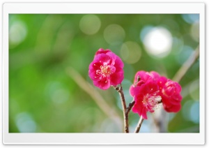 Red Plum Blossoms Ultra HD Wallpaper for 4K UHD Widescreen desktop, tablet & smartphone