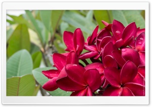 Red Plumeria Flowers Ultra HD Wallpaper for 4K UHD Widescreen desktop, tablet & smartphone