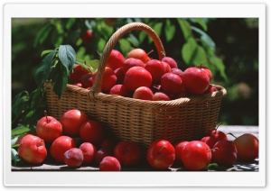Red Plums In A Basket Ultra HD Wallpaper for 4K UHD Widescreen desktop, tablet & smartphone