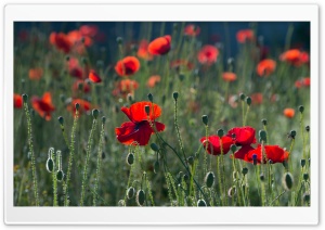 Red Poppies Ultra HD Wallpaper for 4K UHD Widescreen desktop, tablet & smartphone
