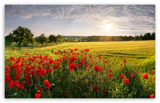 Red Poppies by the Wheat Field 4K UHD Wallpaper for Widescreen and UltraWide Desktop, UltraHD TV, Smartphone, Tablet Red Poppies by the Wheat Field UltraHD Wallpaper for UHD 16:9 ; HD 16:9 ; UltraWide 21:9 24:10 32:9 32:10 ; Widescreen 16:10 5:3 ; Fullscreen 4:3 5:4 3:2 ; Tablet 1:1 ; Mobile 9:16 9:19.5 9:20 10:16 2:3 3:5 3:4 ; Dual 16:10 5:3 16:9 4:3 5:4 3:2 ;