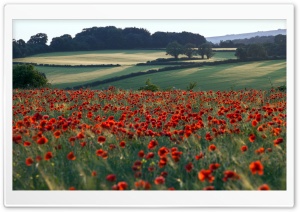 Red Poppies Field Ultra HD Wallpaper for 4K UHD Widescreen desktop, tablet & smartphone