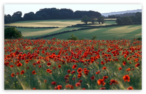 Red Poppies Field UltraHD Wallpaper for Wide 16:10 5:3 Widescreen WHXGA WQXGA WUXGA WXGA WGA ; 8K UHD TV 16:9 Ultra High Definition 2160p 1440p 1080p 900p 720p ; Standard 4:3 5:4 3:2 Fullscreen UXGA XGA SVGA QSXGA SXGA DVGA HVGA HQVGA ( Apple PowerBook G4 iPhone 4 3G 3GS iPod Touch ) ; Tablet 1:1 ; iPad 1/2/Mini ; Mobile 4:3 5:3 3:2 16:9 5:4 - UXGA XGA SVGA WGA DVGA HVGA HQVGA ( Apple PowerBook G4 iPhone 4 3G 3GS iPod Touch ) 2160p 1440p 1080p 900p 720p QSXGA SXGA ;