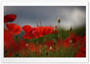 Red Poppies, Flowers, Field Ultra HD Wallpaper for 4K UHD Widescreen desktop, tablet & smartphone