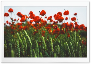 Red Poppies, Green Field Ultra HD Wallpaper for 4K UHD Widescreen desktop, tablet & smartphone