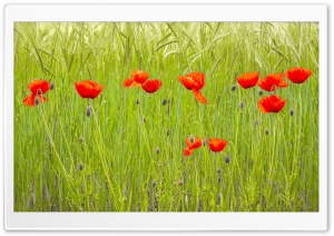 Red Poppies, Green Wheat Field Ultra HD Wallpaper for 4K UHD Widescreen desktop, tablet & smartphone