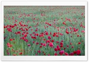 Red Poppies Yonne France Ultra HD Wallpaper for 4K UHD Widescreen desktop, tablet & smartphone