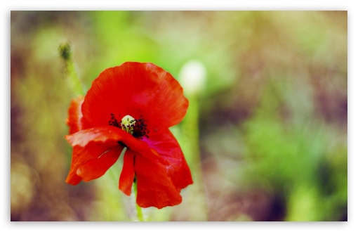 Red Poppy UltraHD Wallpaper for 8K UHD TV 16:9 Ultra High Definition 2160p 1440p 1080p 900p 720p ; Widescreen 16:10 5:3 WHXGA WQXGA WUXGA WXGA WGA ; Fullscreen 4:3 5:4 3:2 UXGA XGA SVGA QSXGA SXGA DVGA HVGA HQVGA ( Apple PowerBook G4 iPhone 4 3G 3GS iPod Touch ) ; Tablet 1:1 ; Mobile 3:5 3:4 - ;