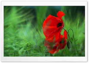 Red Poppy Ultra HD Wallpaper for 4K UHD Widescreen desktop, tablet & smartphone