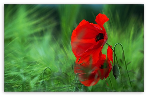 Red Poppy UltraHD Wallpaper for 8K UHD TV 16:9 Ultra High Definition 2160p 1440p 1080p 900p 720p ; Widescreen 16:10 5:3 WHXGA WQXGA WUXGA WXGA WGA ; Fullscreen 4:3 5:4 3:2 UXGA XGA SVGA QSXGA SXGA DVGA HVGA HQVGA ( Apple PowerBook G4 iPhone 4 3G 3GS iPod Touch ) ; Tablet 1:1 ; Mobile 3:5 3:4 - ;