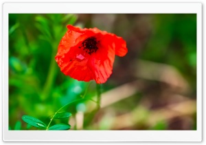 Red poppy Ultra HD Wallpaper for 4K UHD Widescreen desktop, tablet & smartphone