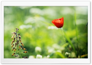 Red Poppy Close Up Ultra HD Wallpaper for 4K UHD Widescreen desktop, tablet & smartphone
