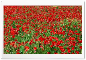Red Poppy Field Ultra HD Wallpaper for 4K UHD Widescreen desktop, tablet & smartphone
