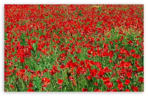 Red Poppy Field UltraHD Wallpaper for Wide 16:10 5:3 Widescreen WHXGA WQXGA WUXGA WXGA WGA ; 8K UHD TV 16:9 Ultra High Definition 2160p 1440p 1080p 900p 720p ; Standard 4:3 5:4 3:2 Fullscreen UXGA XGA SVGA QSXGA SXGA DVGA HVGA HQVGA ( Apple PowerBook G4 iPhone 4 3G 3GS iPod Touch ) ; Tablet 1:1 ; iPad 1/2/Mini ; Mobile 4:3 5:3 3:2 16:9 5:4 - UXGA XGA SVGA WGA DVGA HVGA HQVGA ( Apple PowerBook G4 iPhone 4 3G 3GS iPod Touch ) 2160p 1440p 1080p 900p 720p QSXGA SXGA ; Dual 16:10 5:3 5:4 WHXGA WQXGA WUXGA WXGA WGA QSXGA SXGA ;