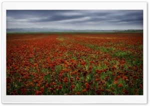 Red Poppy Fields Ultra HD Wallpaper for 4K UHD Widescreen desktop, tablet & smartphone