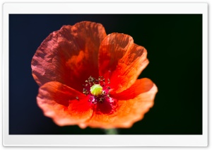 Red Poppy Flower Blossom Macro Ultra HD Wallpaper for 4K UHD Widescreen desktop, tablet & smartphone