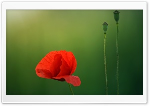 Red Poppy Flower Close-up, Green Background Ultra HD Wallpaper for 4K UHD Widescreen desktop, tablet & smartphone