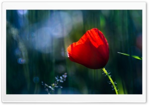 Red Poppy Flower Evening Ultra HD Wallpaper for 4K UHD Widescreen desktop, tablet & smartphone