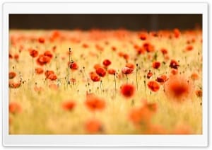 Red Poppy Flower Field in Summer 4K UHD Wallpaper for Widescreen and UltraWide Desktop, UltraHD TV, Smartphone, Tablet