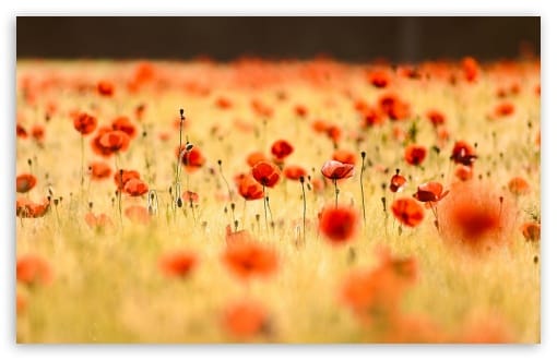 Red Poppy Flower Field in Summer UltraHD Wallpaper for UHD 16:9 ; HD 16:9 ; UltraWide 21:9 24:10 32:9 32:10 ; Widescreen 16:10 ; Tablet 1:1 ; Mobile 9:16 9:19.5 9:20 ; Dual 16:10 16:9 ;
