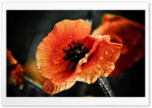 Red Poppy Flower, Raindrops, Macro, Dark Ultra HD Wallpaper for 4K UHD Widescreen desktop, tablet & smartphone