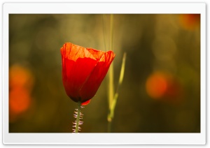 Red Poppy Flower Sunset Ultra HD Wallpaper for 4K UHD Widescreen desktop, tablet & smartphone