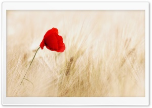 Red Poppy, Golden Wheat Field Ultra HD Wallpaper for 4K UHD Widescreen desktop, tablet & smartphone