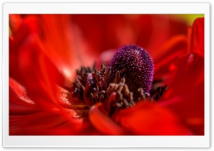Red Poppy Macro Ultra HD Wallpaper for 4K UHD Widescreen desktop, tablet & smartphone