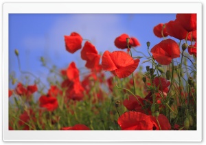 Red Poppy Meadow Ultra HD Wallpaper for 4K UHD Widescreen desktop, tablet & smartphone