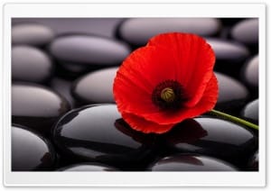 Red Poppy on Zen Black Stones Aesthetic 4K UHD Wallpaper for Widescreen and UltraWide Desktop, UltraHD TV, Smartphone, Tablet