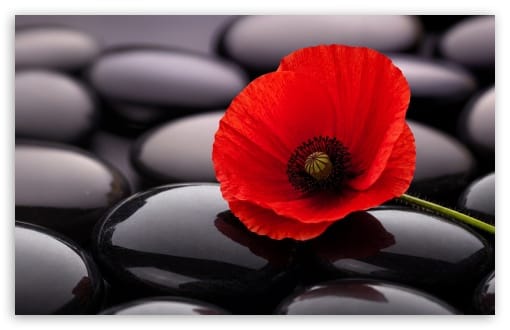 Red Poppy on Zen Black Stones Aesthetic UltraHD Wallpaper for UHD 16:9 ; HD 16:9 ; UltraWide 21:9 24:10 32:9 32:10 ; Widescreen 16:10 ; Tablet 1:1 ; Dual 16:10 16:9 ;