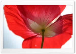 Red Poppy Petals Ultra HD Wallpaper for 4K UHD Widescreen desktop, tablet & smartphone