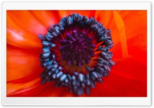 Red Poppy Stamens Pistil Macro Ultra HD Wallpaper for 4K UHD Widescreen desktop, tablet & smartphone