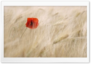 Red Poppy, Wheat Field Ultra HD Wallpaper for 4K UHD Widescreen desktop, tablet & smartphone