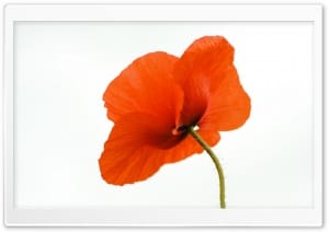 Red Poppy White Background 4K UHD Wallpaper for Widescreen and UltraWide Desktop, UltraHD TV, Smartphone, Tablet