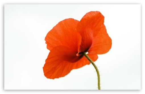 Red Poppy White Background UltraHD Wallpaper for UHD 16:9 ; HD 16:9 ; UltraWide 21:9 24:10 ; Widescreen 16:10 ; Fullscreen 3:2 ; Tablet 1:1 ;