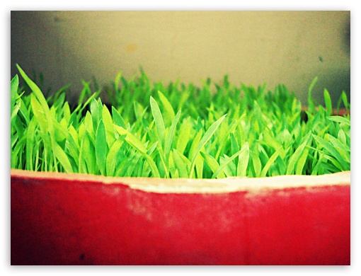 Red Pot Green Grass UltraHD Wallpaper for Fullscreen 4:3 UXGA XGA SVGA ;