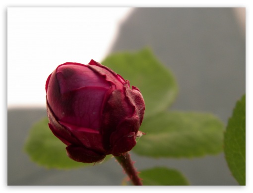 Red Rose UltraHD Wallpaper for Fullscreen 4:3 UXGA XGA SVGA ;