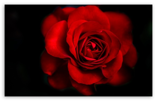 Red Rose UltraHD Wallpaper for Wide 16:10 5:3 Widescreen WHXGA WQXGA WUXGA WXGA WGA ; 8K UHD TV 16:9 Ultra High Definition 2160p 1440p 1080p 900p 720p ; UHD 16:9 2160p 1440p 1080p 900p 720p ; Standard 4:3 5:4 3:2 Fullscreen UXGA XGA SVGA QSXGA SXGA DVGA HVGA HQVGA ( Apple PowerBook G4 iPhone 4 3G 3GS iPod Touch ) ; Tablet 1:1 ; iPad 1/2/Mini ; Mobile 4:3 5:3 3:2 16:9 5:4 - UXGA XGA SVGA WGA DVGA HVGA HQVGA ( Apple PowerBook G4 iPhone 4 3G 3GS iPod Touch ) 2160p 1440p 1080p 900p 720p QSXGA SXGA ; Dual 16:10 5:3 16:9 4:3 5:4 WHXGA WQXGA WUXGA WXGA WGA 2160p 1440p 1080p 900p 720p UXGA XGA SVGA QSXGA SXGA ;