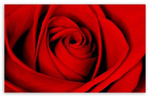 Red Rose Ultra HD Desktop Background Wallpaper for 4K UHD TV ...