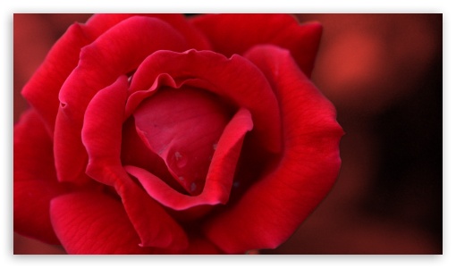 Red Rose UltraHD Wallpaper for HD 16:9 ; Fullscreen 3:2 ;