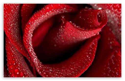 Red Rose UltraHD Wallpaper for 8K UHD TV 16:9 Ultra High Definition 2160p 1440p 1080p 900p 720p ; Widescreen 16:10 5:3 WHXGA WQXGA WUXGA WXGA WGA ; Fullscreen 4:3 5:4 3:2 UXGA XGA SVGA QSXGA SXGA DVGA HVGA HQVGA ( Apple PowerBook G4 iPhone 4 3G 3GS iPod Touch ) ; Tablet 1:1 ; Mobile 9:16 2:3 3:5 3:4 - ;