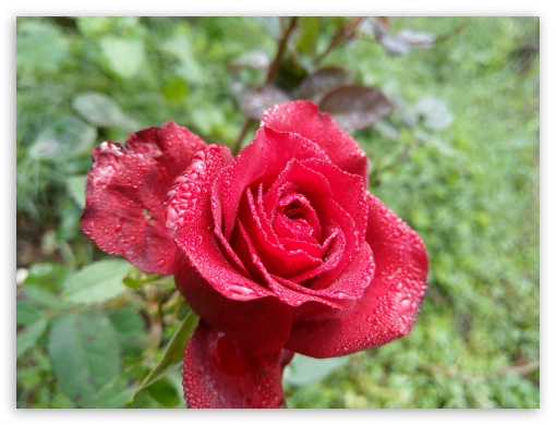 Red Rose UltraHD Wallpaper for Fullscreen 4:3 ;