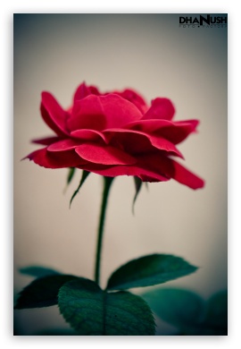Red Rose - Portrait UltraHD Wallpaper for Mobile 3:2 - DVGA HVGA HQVGA ( Apple PowerBook G4 iPhone 4 3G 3GS iPod Touch ) ;