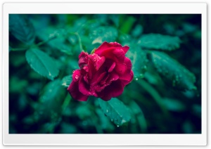 Red Rose and Green Leaves Ultra HD Wallpaper for 4K UHD Widescreen desktop, tablet & smartphone