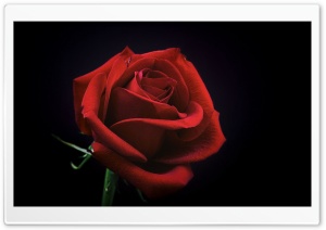 Red Rose, Black Background Ultra HD Wallpaper for 4K UHD Widescreen desktop, tablet & smartphone