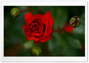 Red Rose Bloom and Buds Macro 4K UHD Wallpaper for Widescreen and UltraWide Desktop, UltraHD TV, Smartphone, Tablet