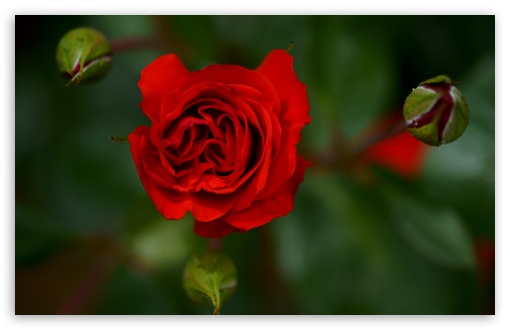 Red Rose Bloom and Buds Macro UltraHD Wallpaper for UHD 16:9 ; HD 16:9 ; UltraWide 21:9 24:10 ; Widescreen 16:10 5:3 ; Fullscreen 4:3 5:4 3:2 ; Tablet 1:1 ; Mobile 9:16 10:16 2:3 3:5 3:4 ;
